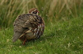 Red-legged Partridge