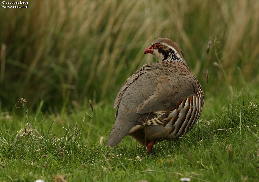 Red-legged Partridge