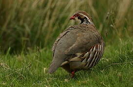 Red-legged Partridge