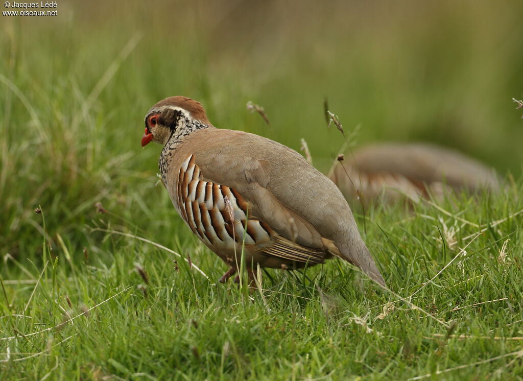 Red-legged Partridge