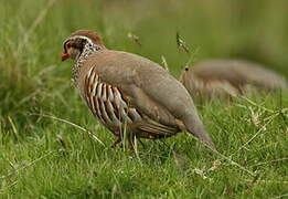 Red-legged Partridge