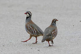 Red-legged Partridge