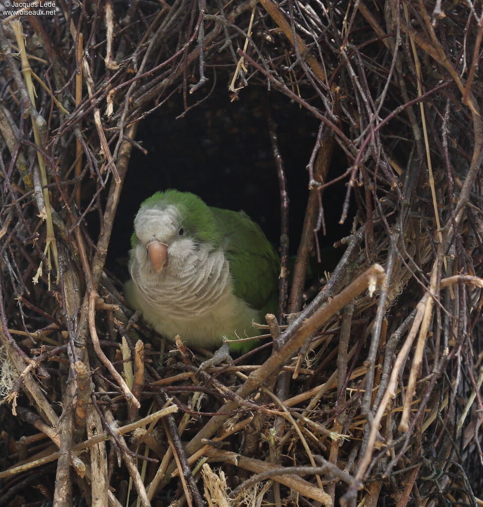 Monk Parakeet