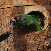 Red-fronted Parrot