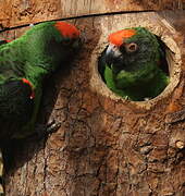 Red-fronted Parrot