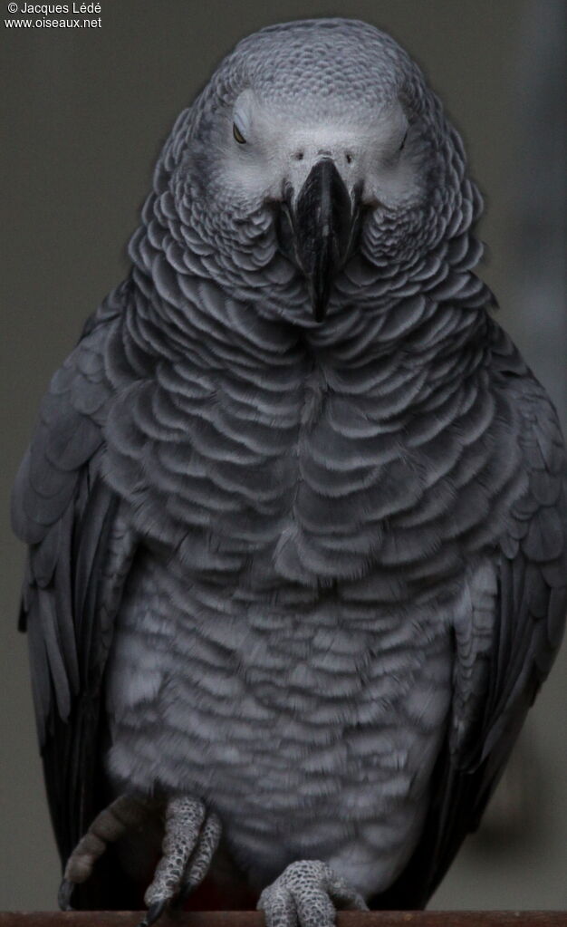 Grey Parrot