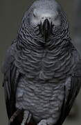 Grey Parrot