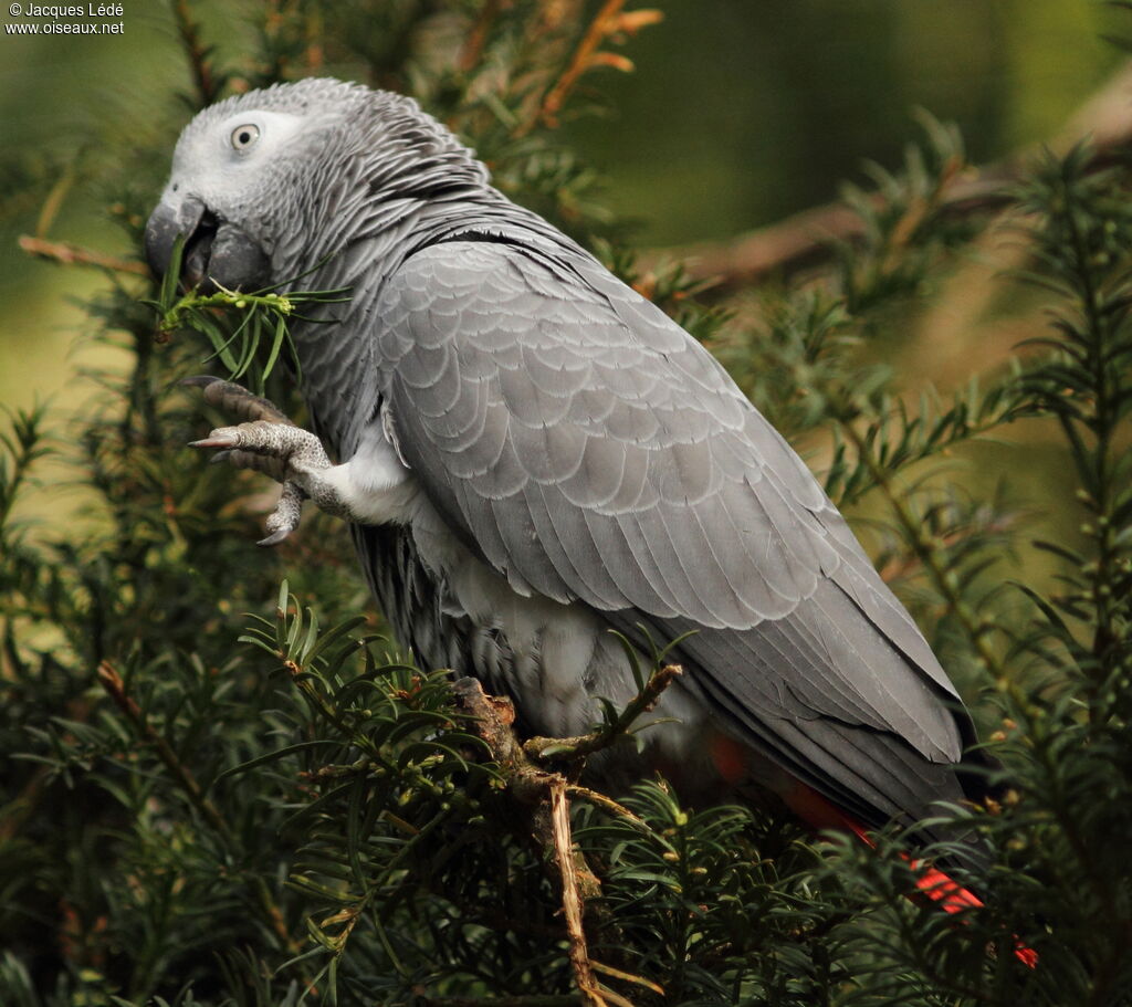 Grey Parrot