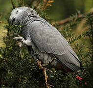 Grey Parrot