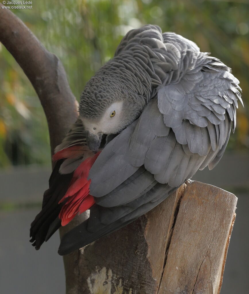 Grey Parrot