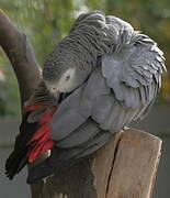 Grey Parrot