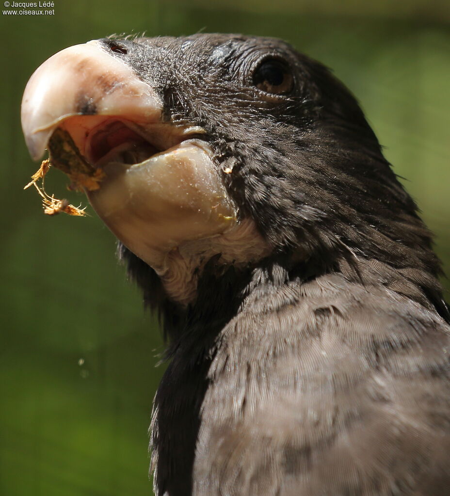 Greater Vasa Parrot