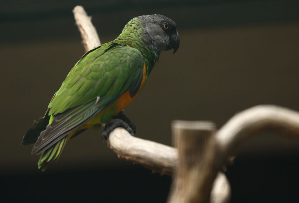 Senegal Parrot