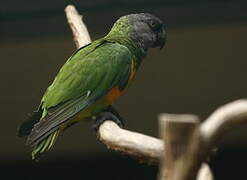 Senegal Parrot