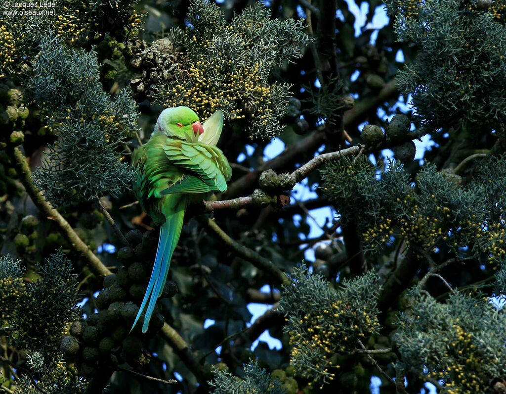 Rose-ringed Parakeet