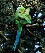 Rose-ringed Parakeet