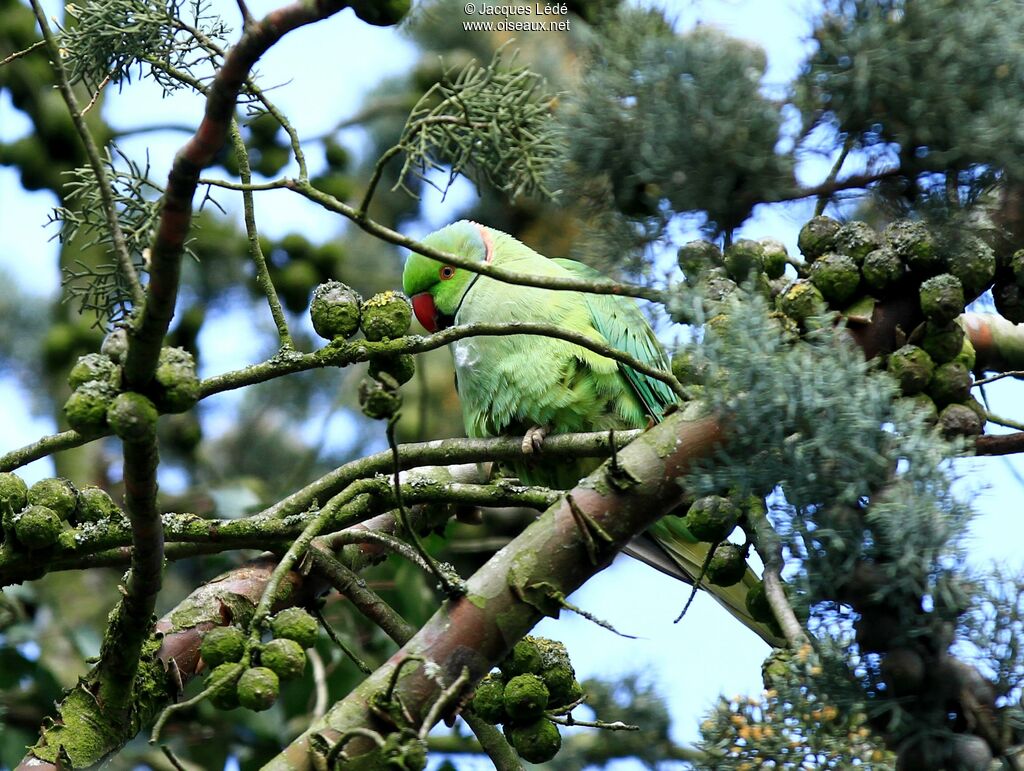 Rose-ringed Parakeet