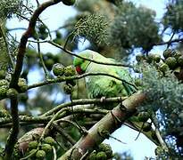 Rose-ringed Parakeet