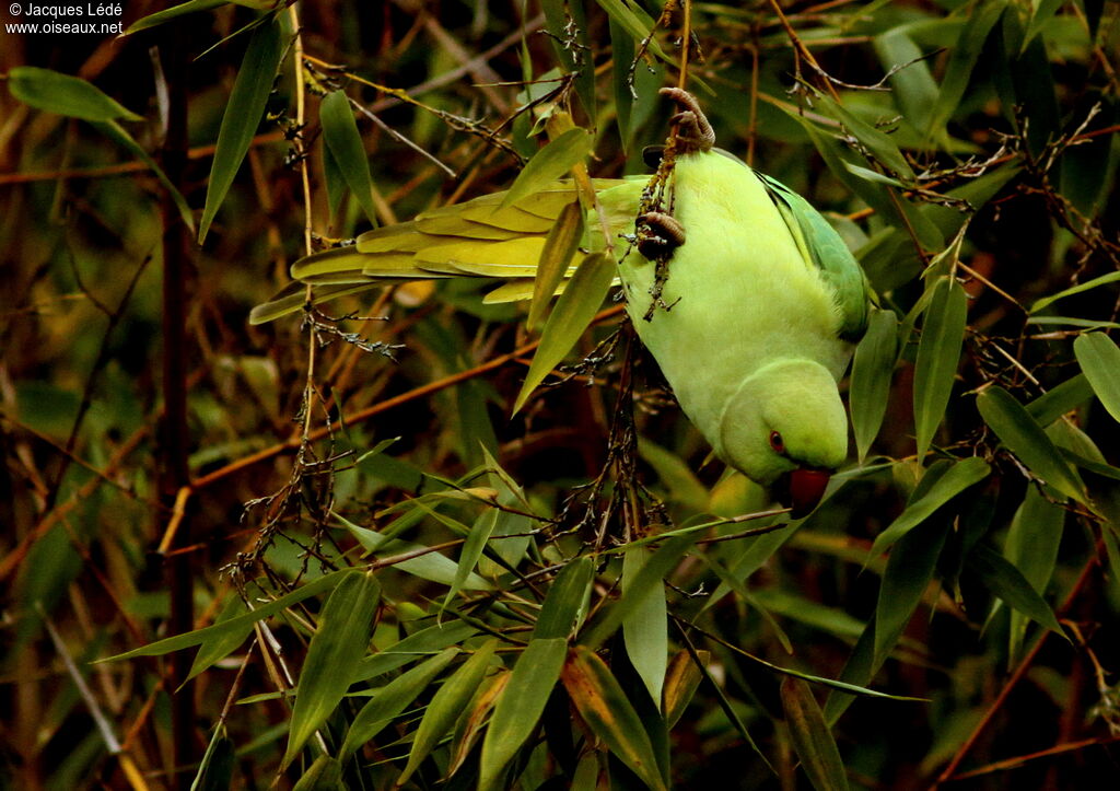 Perruche à collier