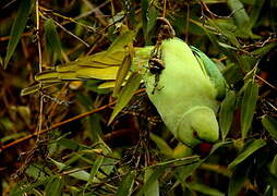 Rose-ringed Parakeet