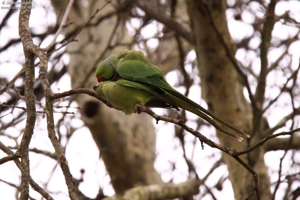 Rose-ringed Parakeet