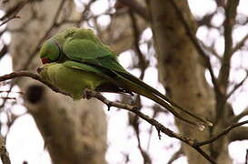 Rose-ringed Parakeet