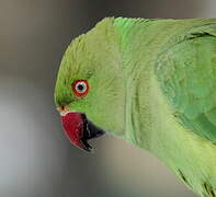 Rose-ringed Parakeet