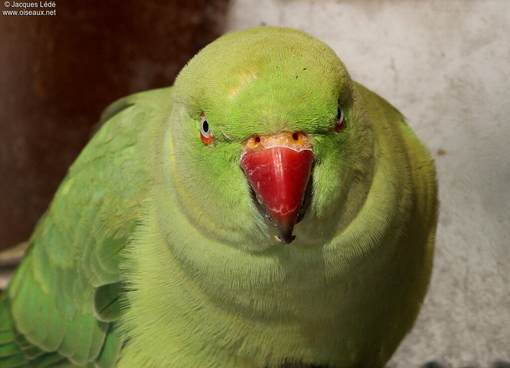 Rose-ringed Parakeet