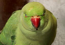 Rose-ringed Parakeet