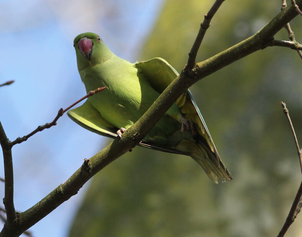 Rose-ringed Parakeet