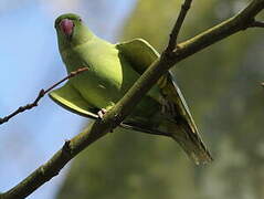 Rose-ringed Parakeet