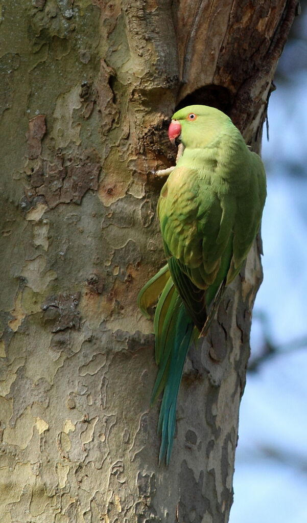 Rose-ringed Parakeet