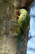 Rose-ringed Parakeet