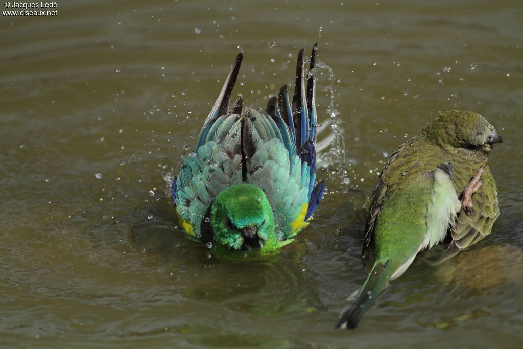 Red-rumped Parrot