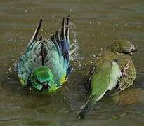 Red-rumped Parrot