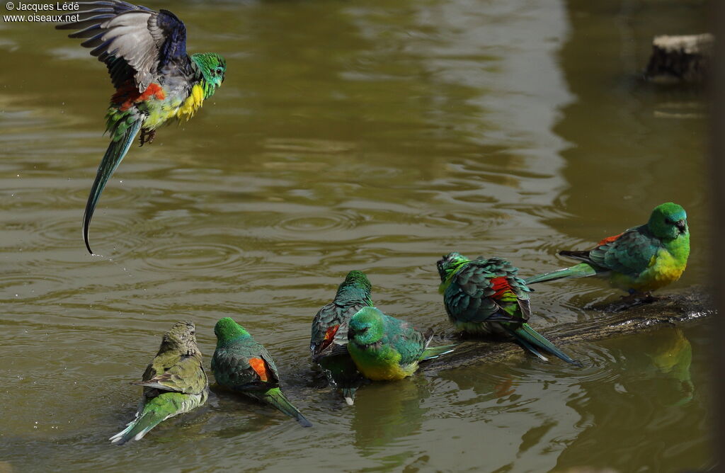 Red-rumped Parrot