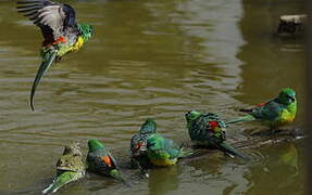 Red-rumped Parrot