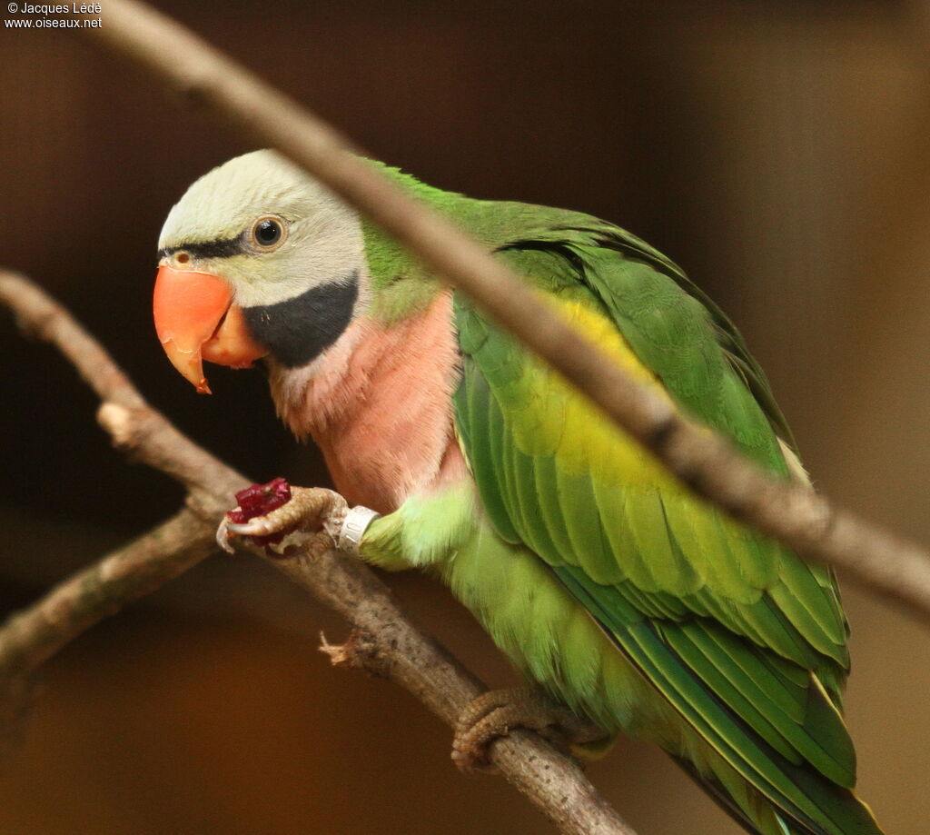 Red-breasted Parakeet