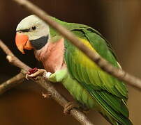 Red-breasted Parakeet