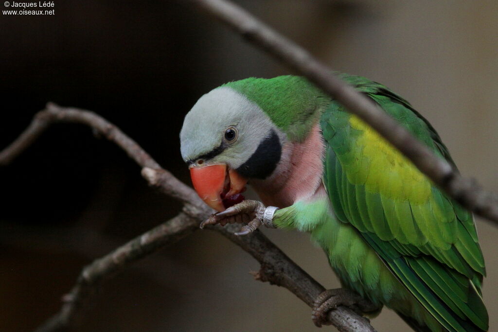 Red-breasted Parakeet