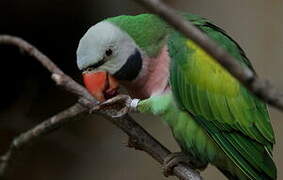 Red-breasted Parakeet