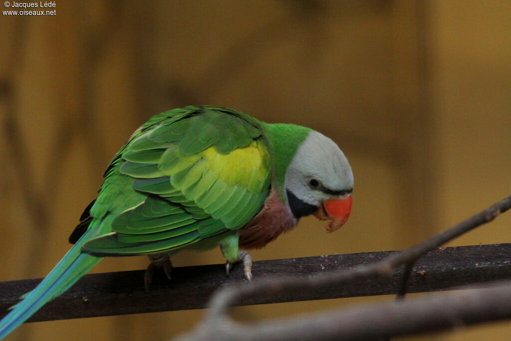 Red-breasted Parakeet