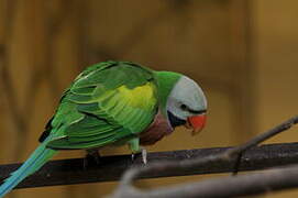 Red-breasted Parakeet