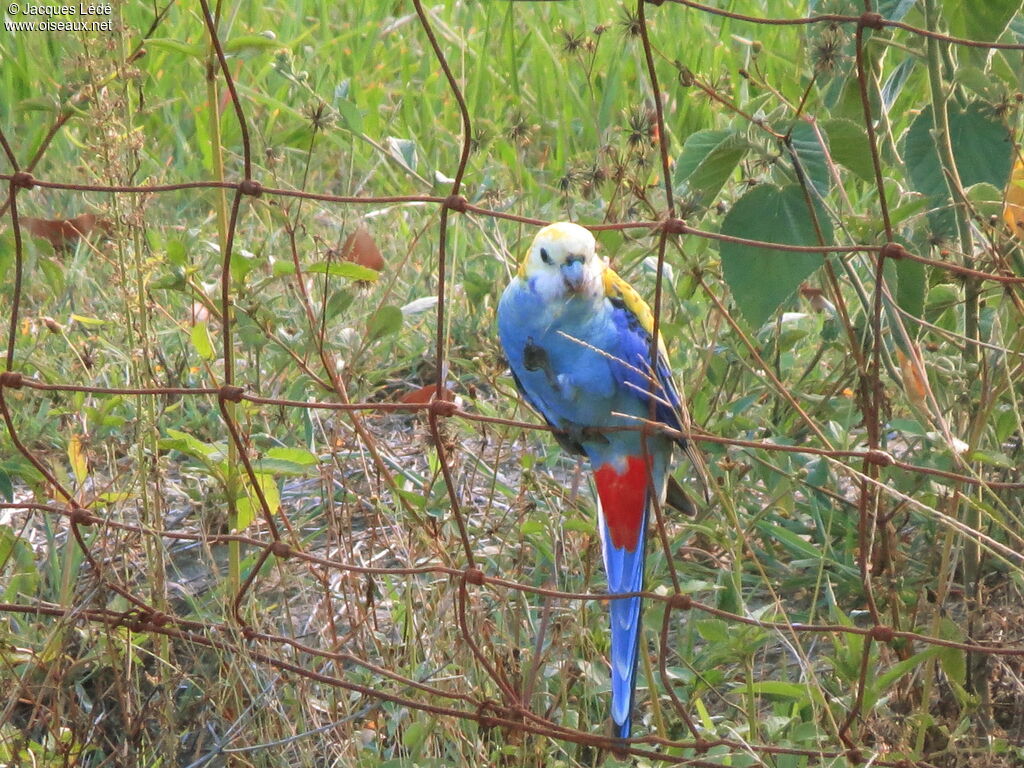 Pale-headed Rosella