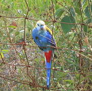 Pale-headed Rosella