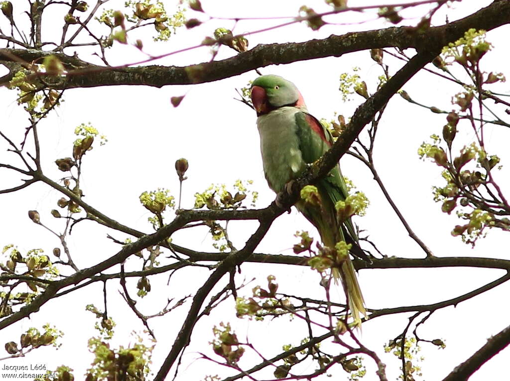 Alexandrine Parakeet male adult, habitat