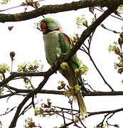 Alexandrine Parakeet