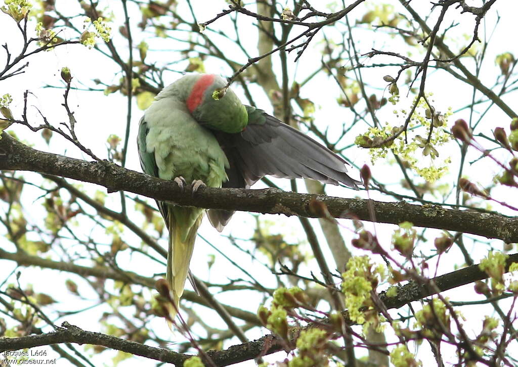 Alexandrine Parakeet male adult, habitat, care, pigmentation