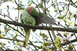 Alexandrine Parakeet