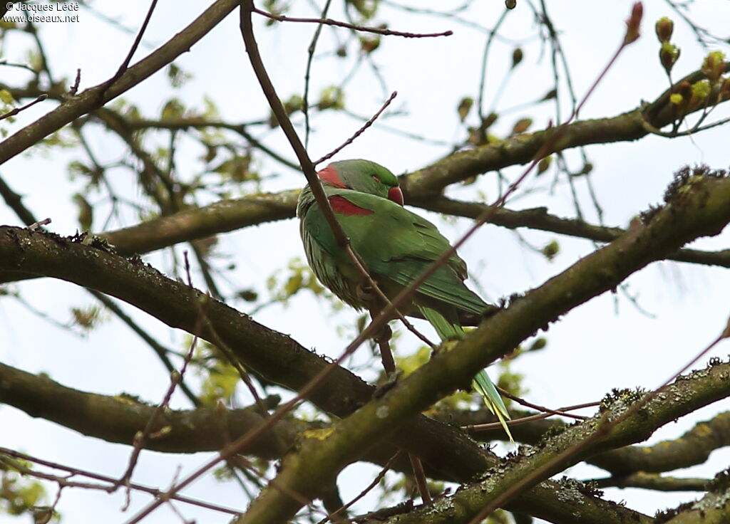 Alexandrine Parakeet